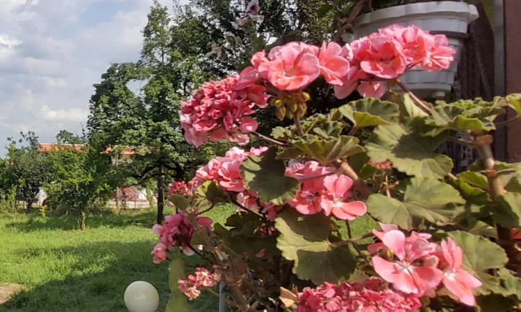 اجاره ویلا یوسفی وشمه سرا