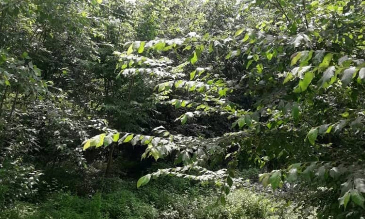 اجاره ویلا روستای نیج سیاهکل