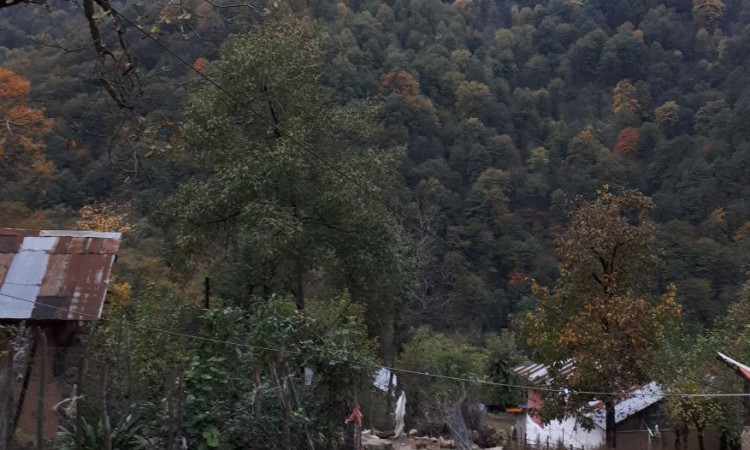 اجاره ویلا چوبی (جنگلی) 2 خواب