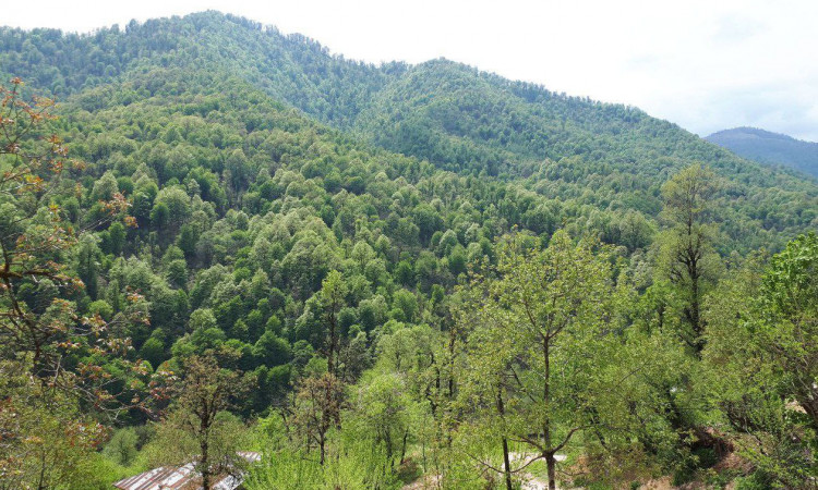 اجاره ویلا چوبی (جنگلی) 2 خواب