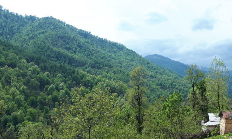 اجاره ویلا چوبی (جنگلی) 2 خواب