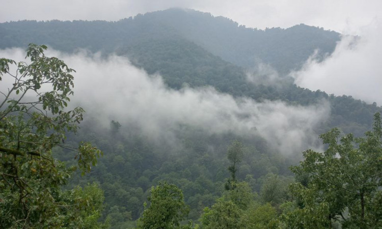 اجاره ویلا چوبی (جنگلی) 2 خواب