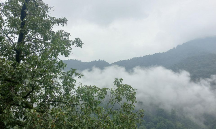 اجاره ویلا چوبی (جنگلی) 2 خواب