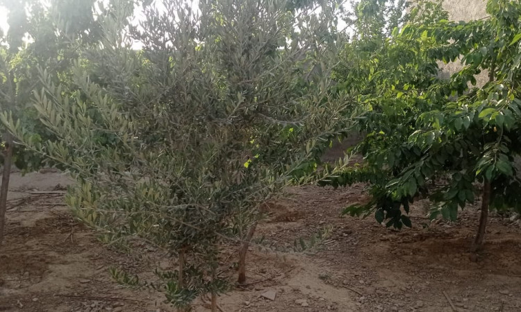 اجاره ویلا روستایی کمالوند