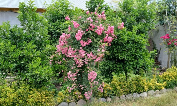 ویلای دو خوابه مهران