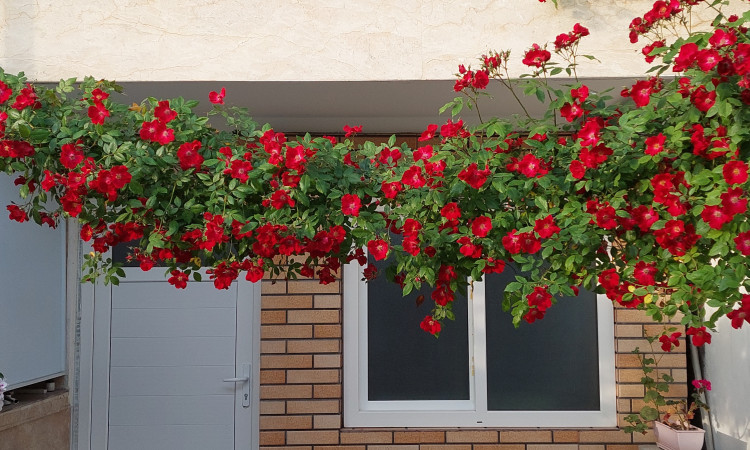 فيلا 1 غرفة نوم للإيجار في آرام الخزر