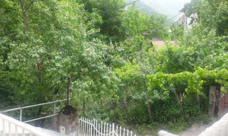 اجاره واحد جنگلی یک خوابه