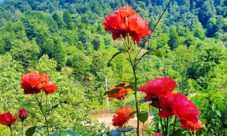 اجاره ویلا بلوط در روستای زیبای ملل آب