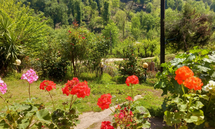 اجاره ویلا بلوط در روستای زیبای ملل آب