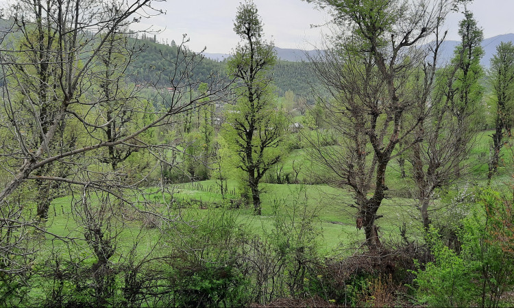 اجاره ویلا جنگلی آپادانا روستای استخرگاه - واحد یک