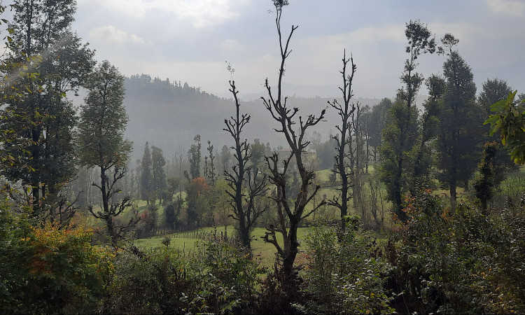 اجاره ویلا جنگلی آپادانا روستای استخرگاه - واحد یک