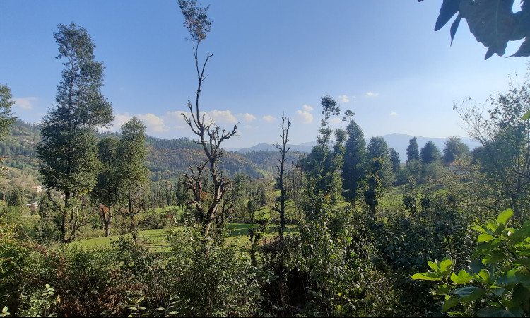 اجاره ویلا جنگلی آپادانا روستای استخرگاه - واحد دو