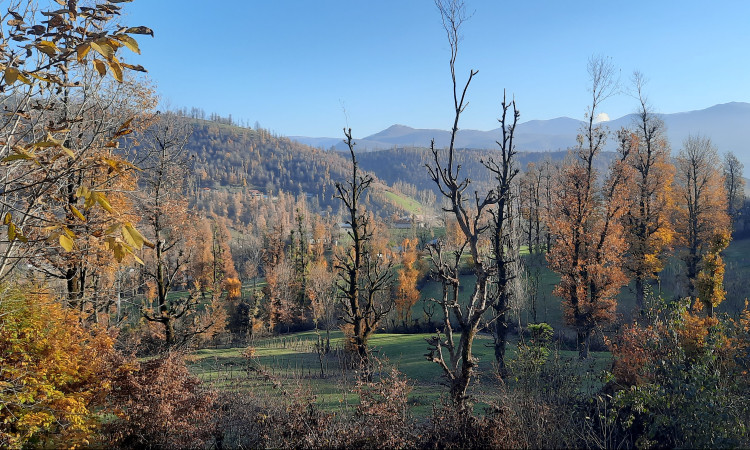 اجاره ویلا جنگلی آپادانا روستای استخرگاه - واحد دو