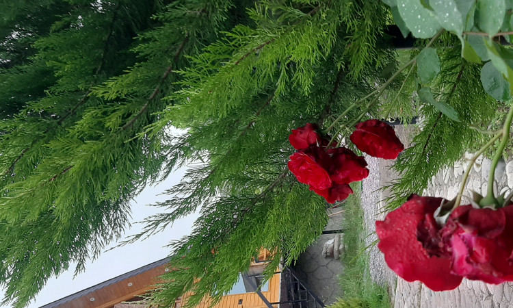 اجاره کلبه دوخوابه سویسی استخردار گلبانو