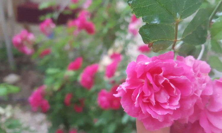 بوم گردی خاطره(اتاق ترمه)