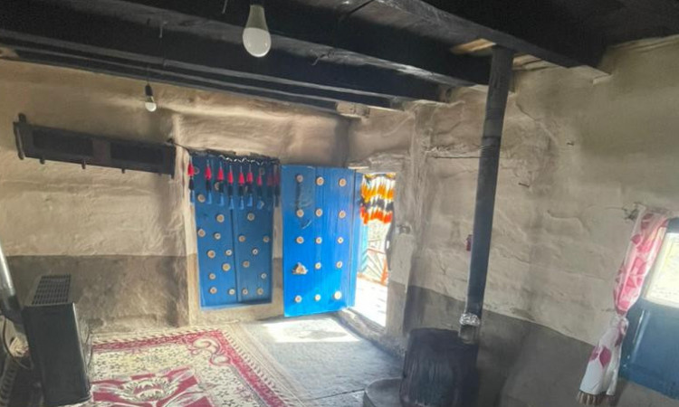 بومگردی جنگلی ویشه روجا