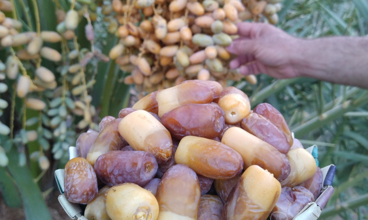 رزرو بوم گردی هوربانو اتاق دو تخته مهر