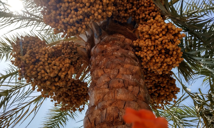 رزرو بومگردی نوربانو واحد تک خوابه پردیس