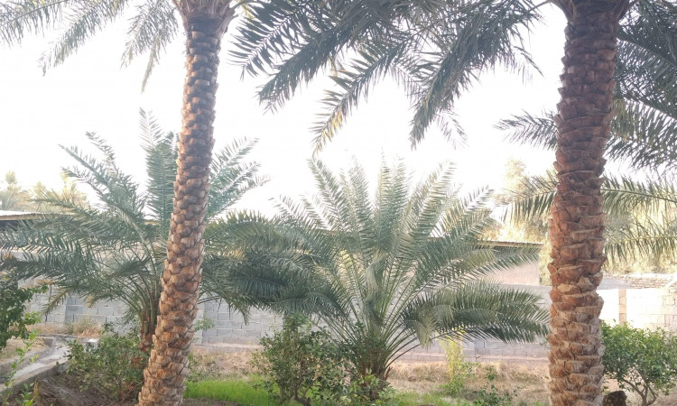 رزرو بومگردی نوربانو واحد تک خوابه پردیس