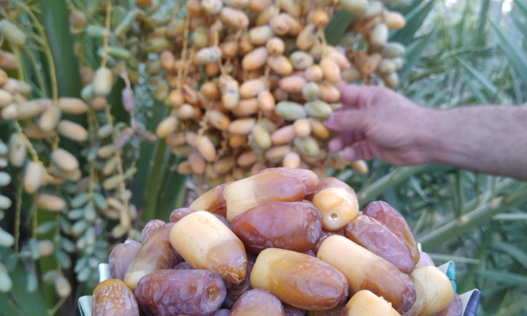 رزرو بومگردی هوربانو سوئیت 4 تخته بهار