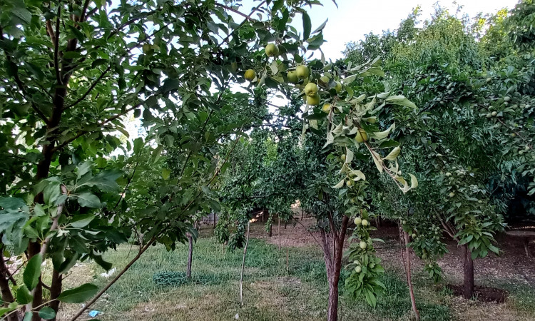 اجاره ویلا شیک نشینان کوهرنگ