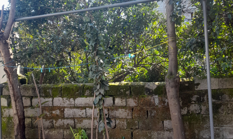 رزرو ویلا یک خوابه موحدی