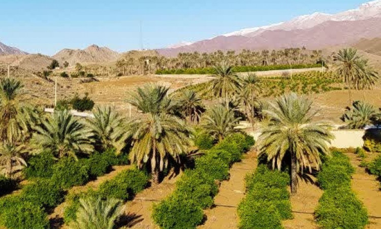 اقامتگاه بوم گردی باغ سلیمان 4(4 نفره)