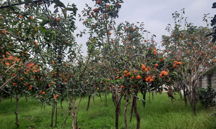 اجاره ویلای استخردار باران 1