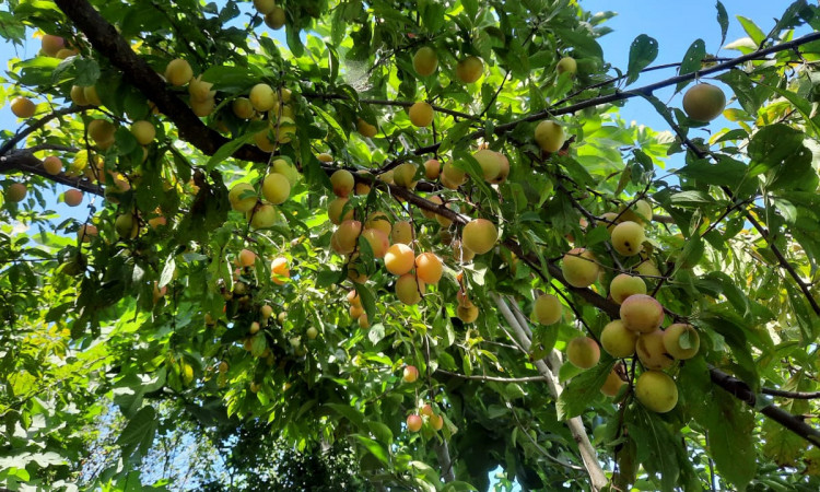 اجاره ویلای استخردار باران 1