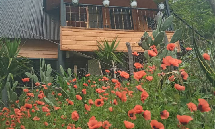 رزرو کلبه یکخوابه آرامش