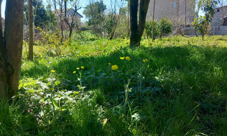 اجاره ویلای تک خوابه ساحلی آسوده