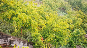 اجاره ویلای یک خوابه بهشت ندیده