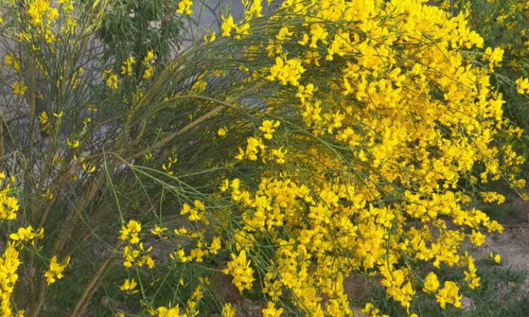 اجاره ویلا باغ 2 خوابه (170 متری) بنایی