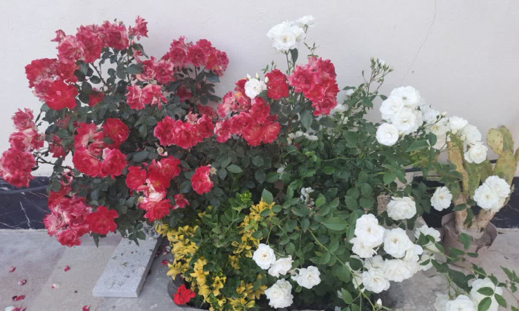 اجاره ویلا باغ 2 خوابه (170 متری) بنایی