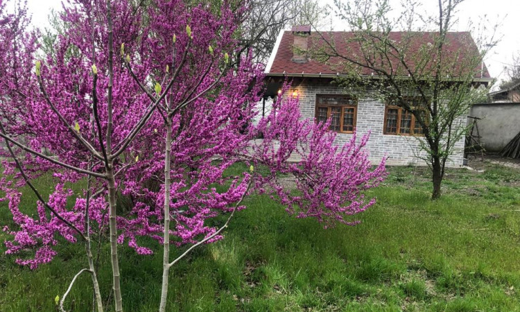 رزرو کلبه چوبی شادی رشت