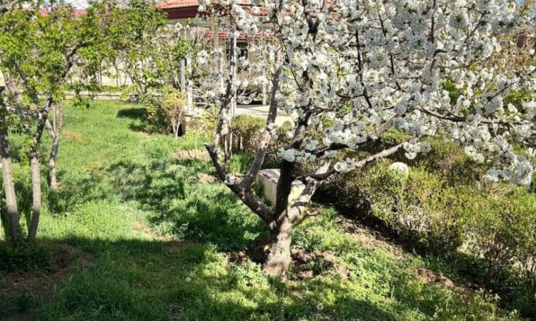 اجاره روزانه و ماهانه باغ ویلای استخردار تابستانی دلفا
