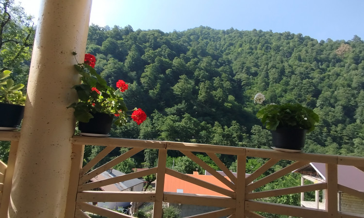 اجاره ویلای 2 خوابه جنگلی امیر
