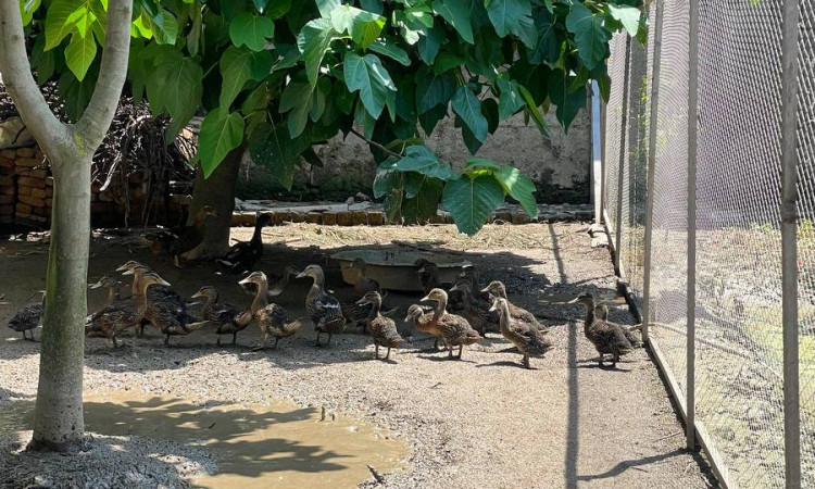 ویلای پدرسالار ، دو خواب با حیاطی زیبا