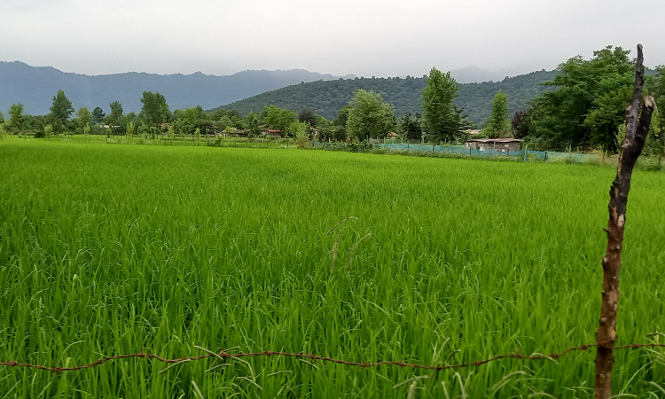 اجاره ویلای تک خواب حیاط دار روستایی آرام