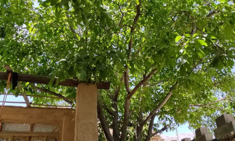 رزرو بوم گردی گل محمد اتاق اتابکی سمیرم روستا سیور