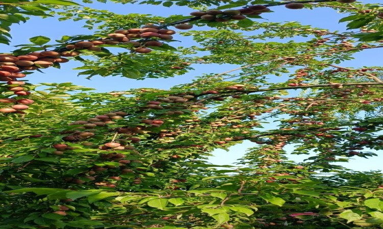 باغ ویلا سید