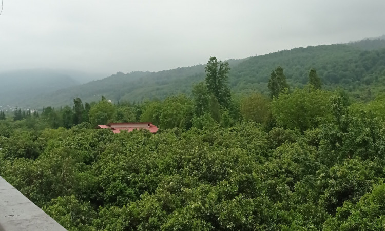 ویلای جنگلی در عباس آباد