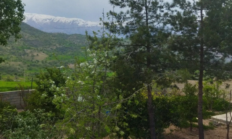 اجاره ویلا دربستی شولیز 2