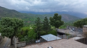 شجرة الطائرة