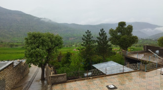 شجرة الطائرة