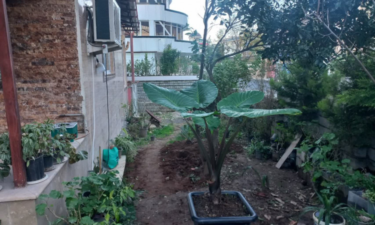 اجاره ویلا استخردار کاج سبز