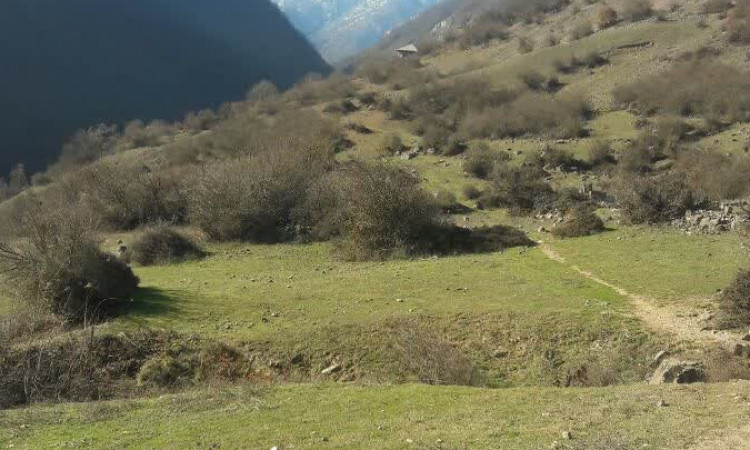 اجاره ویلا دو خواب جنگلی ناظری