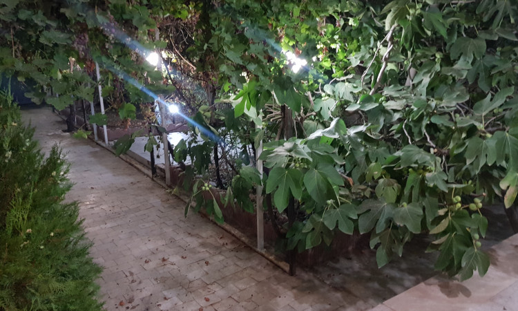 اجاره ویلا دو خوابه تاک