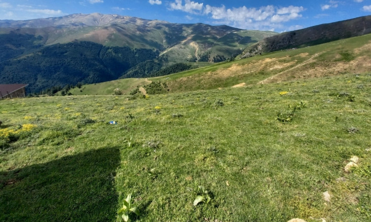 کلبه چوبی جنگلی ییلاق شنبه راه