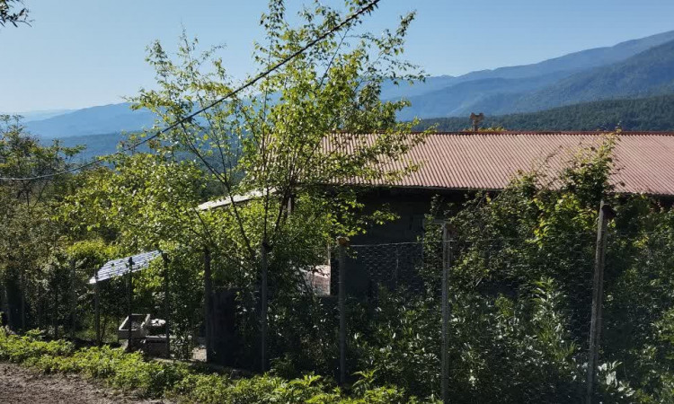 اجاره خانه ویلایی جنگلی دربست